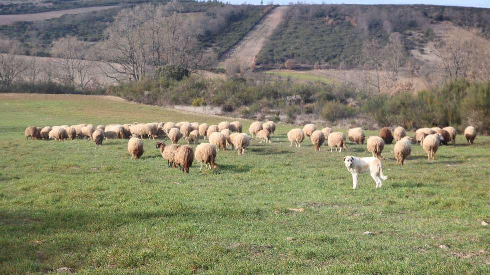 Os agricultores do Planalto Mirandês mostram-se “muito apreensivos” face ao futuro das suas explorações agrícolas e pecuárias devido à “seca severa” que se faz sentir, havendo quem fale em abandonar a produção de gado por falta de alimento, Mogadouro, 29 de janeiro de 2022. Nos concelhos de Mogadouro, Miranda do Douro e Vimioso, no distrito de Bragança,  os produtores  pecuários, agricultores e viticultores têm o desabafo praticamente  comum a todos eles : a terra está seca, não há pastos e a água começa a escassear nos principais pontos de abastecimento agrícola. (ACOMPANHA TEXTO DE 01/02/2022) FRANCISCO PINTO/LUSA