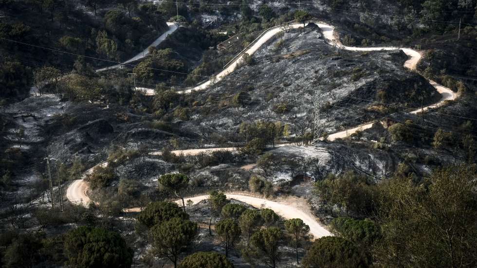 Área ardida pelo incêndio de quarta-feira em Palmela, 14 de julho de 2022. O fogo mobilizou 423 operacionais, com o apoio de 129 meios terrestres. RUI MINDERICO/LUSA