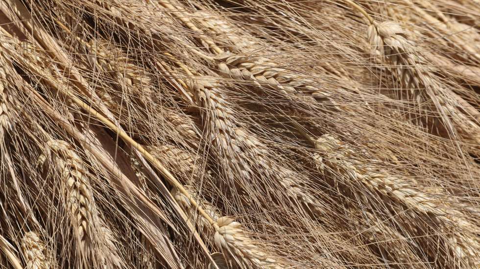 epa09991064 Close-up view of wheat ears at wheat field in Banha, Qalyoubeya Government, Egypt, 25 May 2022 (issued 02 June 2022). Egypt, the largest importer of wheat in the world, has been forced by the war in Ukraine to radically change its strategy and now relies on the local harvest of the cereal as a way to reduce its external dependence for the coming years on this vital product in the most populated Arab country. Egypt has 44 silos with a total capacity of 3.1 million tons, spread in all the governorates. The Egyptian Holding Company For Silos And Storage was established in 2005 and until 2013 it managed to build 11 silos while from 2013 to 2022 the governmental company constructed another 33 silos.  EPA/KHALED ELFIQI
