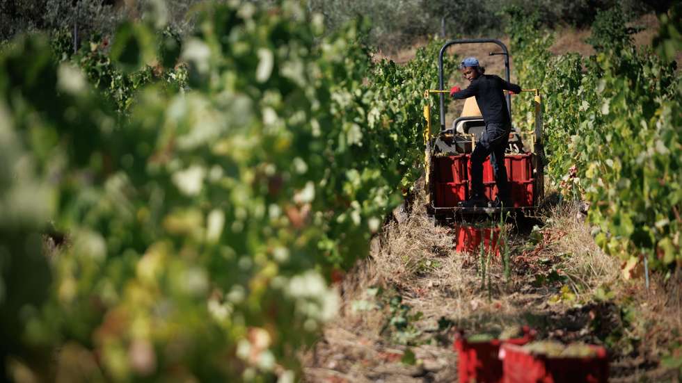 A vindima começou mais cedo no Douro para “salvar” a uva da seca e do calor e, pelos valados de uma quinta, em Alijó, cruzam-se vindimadores portugueses, timorenses e ucranianos, que minimizam a falta de mão-de-obra,Alijó, 18 de agosto de 2022. (ACOMPANHA TEXTO DE 21 DE AGOSTO DE 2022) PEDRO SARMENTO COSTA/LUSA