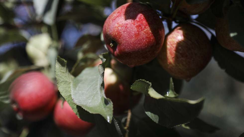 Maçãs num pomar em Alcobaça, onde são produzidas maçãs com recurso a sistemas de eficiência hídrica, implementado pela APMA - Associação dos Produtores de Maçã de Alcobaça e que está a ser usado pela maioria dos associados permitindo reduzir a água usada na rega, Alcobaça, 10 de agosto de 2022. (ACOMPANHA TEXTO DE 13 DE AGOSTO DE 2022). MIGUEL A. LOPES/LUSA