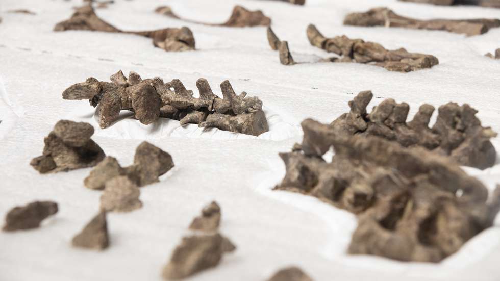 epa09615320 Fossils of the new species of armored dinosaur discovered by researchers at the University of Chile, during a event before the press, in Santiago, Chile, 01 December 2021. A team of researchers from the University of Chile found a new species of armored dinosaur after finding a complete 74 million-year-old fossil in the southern Magallanes Region, the most important discovery in Chilean paleontology along with Chilesaurus diegosuarezi.  EPA/Alberto Valdes