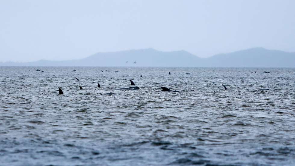 epa08692586 Stranded pilot whales are seen along the coastline near the remote west coast town of Strahan on the island state of Tasmania, Australia, 23 September 2020 (issued 24 September 2020). More pilot whales were found beached or stranded in Tasmania on 23 September, raising the estimated total to almost 500 in the largest mass stranding ever recorded in the country.  EPA/PATRICK GEE / THE MERCURY / POOL POOL / AUSTRALIA AND NEW ZEALAND OUT