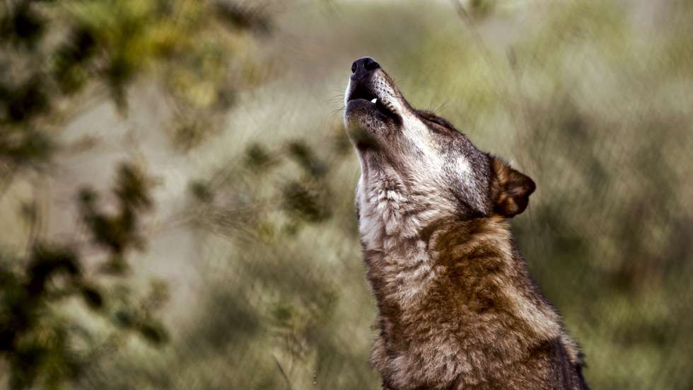 Faia é já considerada a principal atração do Centro de Recuperação do Lobo Ibérico (CRLI), que necessita de donativos para preservar a espécie, Mafra, 11 dezembro 2011. (ACOMPANHA TEXTO)  JOSE SENA GOULAO  / LUSA