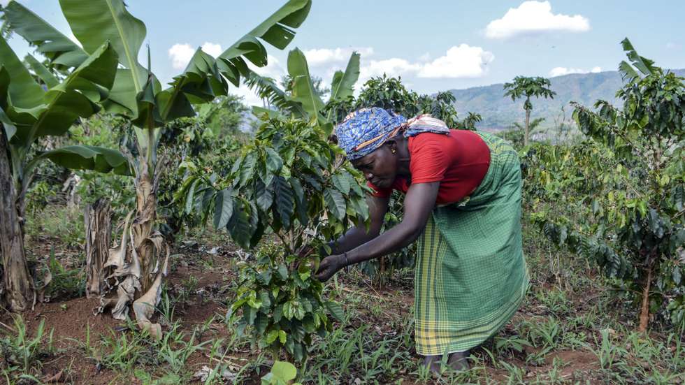 Vaida Fulanguene, residente na Serra da Gorongosa, cuida da plantação de café da sua horta, em Moçambique, 12 de novembro de 2022. A cultura está a ser promovida pelo parque moçambicano como forma de travar a desflorestação e promover uma nova forma de rendimento da população. (ACOMPANHA TEXTO DA LUSA DO DIA 27 DE NOVEMBRO DE 2022). LUÍS FONSECA/LUSA
