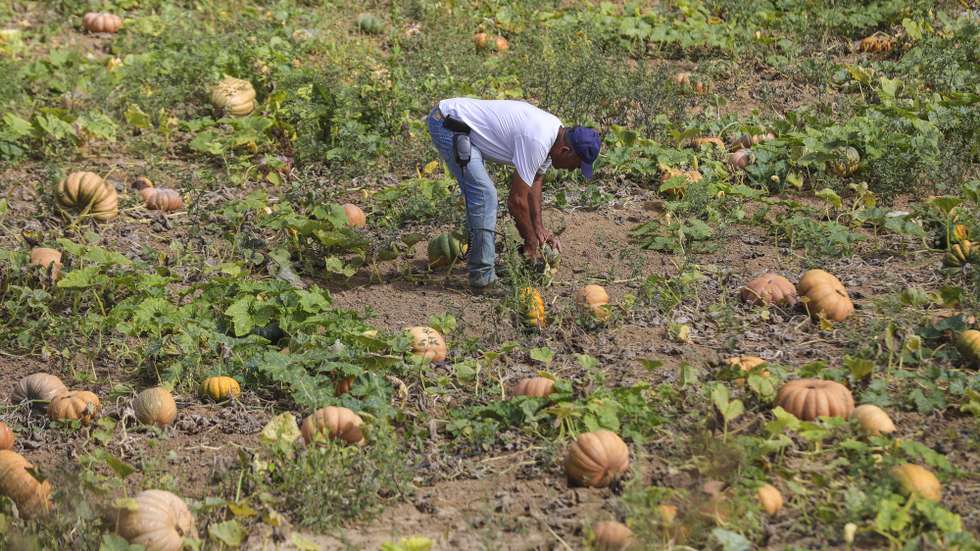 Um trabalhador agrícola durante a apanha da abóboras na Lourinhã, 25 de agosto de 2022. Lourinhã onde devido à seca e às elevadas temperaturas registadas em julho estima-se uma quebra de produção na ordem dos 40% relativamente ao ano passado. (ACOMPANHA TEXTO DA LUSA DO DIA 28 DE AGOSTO DE 2022). MIGUEL A. LOPES/ LUSA