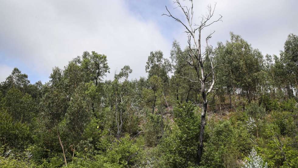A floresta continua a crescer desordenada junto às aldeias onde o incêndio de junho de 2017 fez várias vítimas em terrenos votados ao abandono, sem qualquer gestão e onde ainda se podem observar árvores e ramos enegrecidos, Pedrógão Grande, 8 de junho de 2022 . Os incêndios que deflagraram em junho de 2017 em Pedrógão Grande e que alastraram a concelhos vizinhos provocaram a morte de 66 pessoas, além de ferimentos a 253 populares, sete dos quais graves. Os fogos destruíram cerca de meio milhar de casas e 50 empresas (ACOMPANHA TEXTO DO DIA 15 JUNHO 2022) PAULO NOVAIS/LUSA