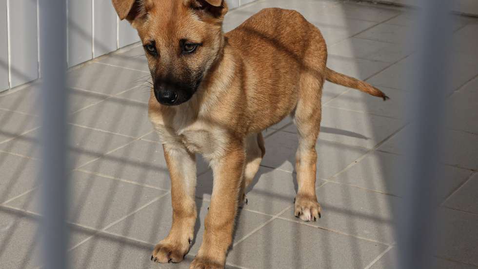 Inauguração do CROAF - Centro de Recolha Oficial de Animais de Faro, hoje em Guilhim, Estoi, e que vai dar abrigo a 173 cães e gatos,abandonados no concelho de Faro, 16 de janeiro de 2023. LUÍS FORRA/LUSA