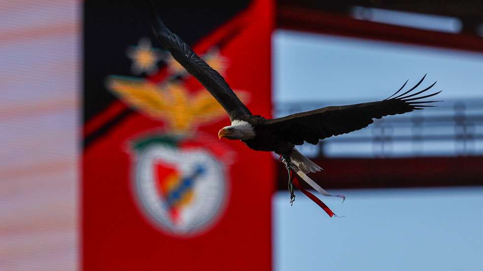João Paulo Santos, 46 anos, é um dos responsáveis pelo amestramento e treino da águia Vitória, do Sport Lisboa e Benfica