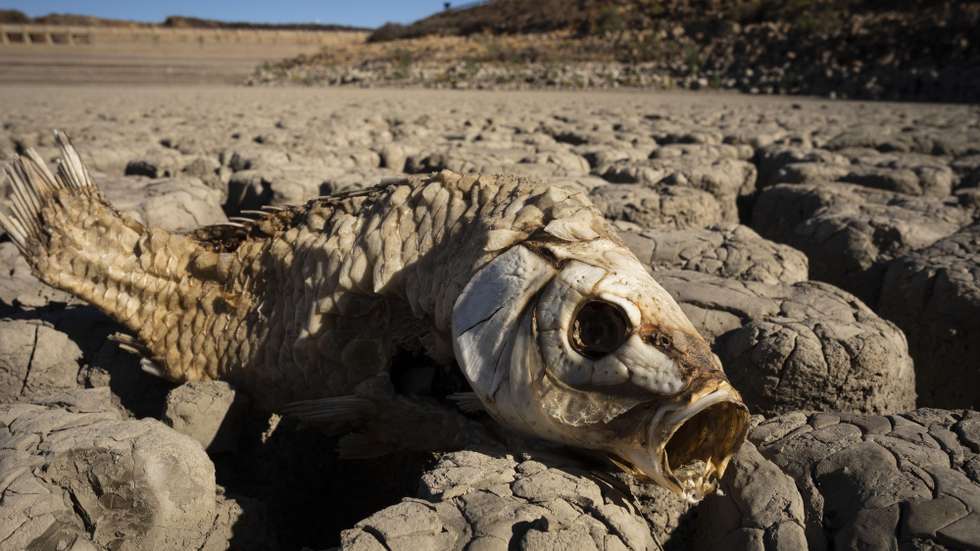 epa08776927 YEARENDER 2020 
EYECATCHERS

One of hundreds of dead fish is seen in the Nqweba Dam which is the main dam feeding the town of Graaf Reinet, South Africa, 02 January 2020. The dam ran dry as a result of what locals are calling the worst drought in a thousand years. A close by town named Aberdeen has it residents saying they can not remember when it last rained. Since the main supply dam outside the town, the Nqweba Dam, ran dry, the town had to rely on boreholes for its water supply. But the boreholes only yielded enough water for 80 percent of the nearly 40,000 people in the town. The drought has seriously affected the local population as well as the production of sheep as farmers are loosing their livestock due to the lack of water.  EPA/KIM LUDBROOK *** Local Caption *** 55737893