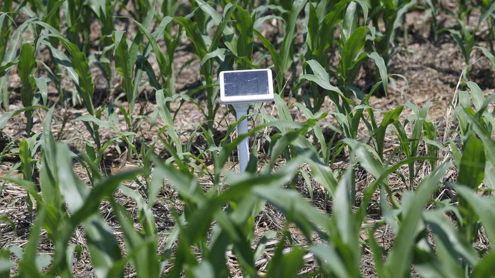 Sensor fotoelétrico na plantação de milho na Quinta da Cholda, propriedade do engenheiro agrónomo João Coimbra, o maior produtor de milho nacional, durante uma reportagem sobre o uso racional da água na agricultura (setor que mais água consome) quando o país enfrenta anos sucessivos de seca, na Azinhaga, Golegã, 22 de junho de 2023. No ano 2000, a Quinta iniciou a colocação de painéis solares nos terrenos para reduzir os custos energéticos com a rega. Passou depois para a colocação de sondas de humidade nos campos, para reduzir a quantidade de água na rega, e foi progressivamente evoluindo na introdução de tecnologias e técnicas da chamada agricultura de precisão, o que lhe permitiu usar menos recursos (água, herbicidas e pesticidas) e ao mesmo tempo atingir níveis de produção bastante superiores. (ACOMPANHA TEXTO DA LUSA DO DIA 25 DE JUNHO DE 2023). ANTÓNIO PEDRO SANTOS/LUSA