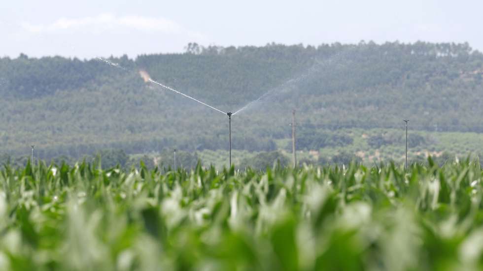 Sistema de rega da plantação de milho na Quinta da Cholda, propriedade do engenheiro agrónomo João Coimbra, o maior produtor de milho nacional, durante uma reportagem sobre o uso racional da água na agricultura (setor que mais água consome) quando o país enfrenta anos sucessivos de seca, na Azinhaga, Golegã, 22 de junho de 2023. No ano 2000, a Quinta iniciou a colocação de painéis solares nos terrenos para reduzir os custos energéticos com a rega. Passou depois para a colocação de sondas de humidade nos campos, para reduzir a quantidade de água na rega, e foi progressivamente evoluindo na introdução de tecnologias e técnicas da chamada agricultura de precisão, o que lhe permitiu usar menos recursos (água, herbicidas e pesticidas) e ao mesmo tempo atingir níveis de produção bastante superiores. (ACOMPANHA TEXTO DA LUSA DO DIA 25 DE JUNHO DE 2023). ANTÓNIO PEDRO SANTOS/LUSA