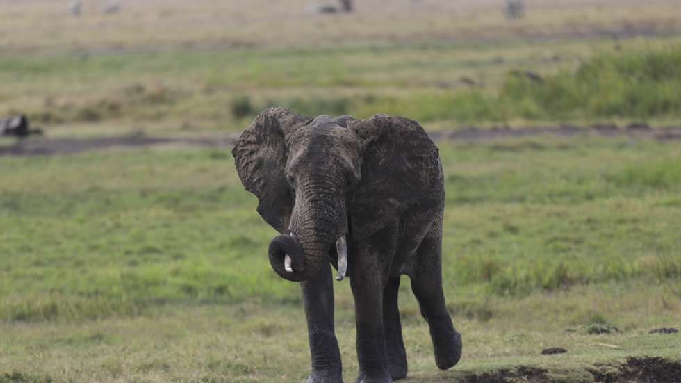 epa09388728 A young bull elephant roam within the Lewa Wildlife Conservancy (LWC), in Meru, Kenya, 30 July 2021 (issued 02 August 2021). Since 1983, Lewa has provided a safe and suitable home for rhinos. As the first and the leading pioneer in private rhino sanctuary in East Africa, Lewa’s rhino population has grown from an initial 15 rhinos to 169 rhinos today and it’s also home to animals such as elephants, buffalos, lions, hyenas, jackals and the endangered Grevy’s Zebra.  EPA/Daniel Irungu  ATTENTION: This Image is part of a PHOTO SET