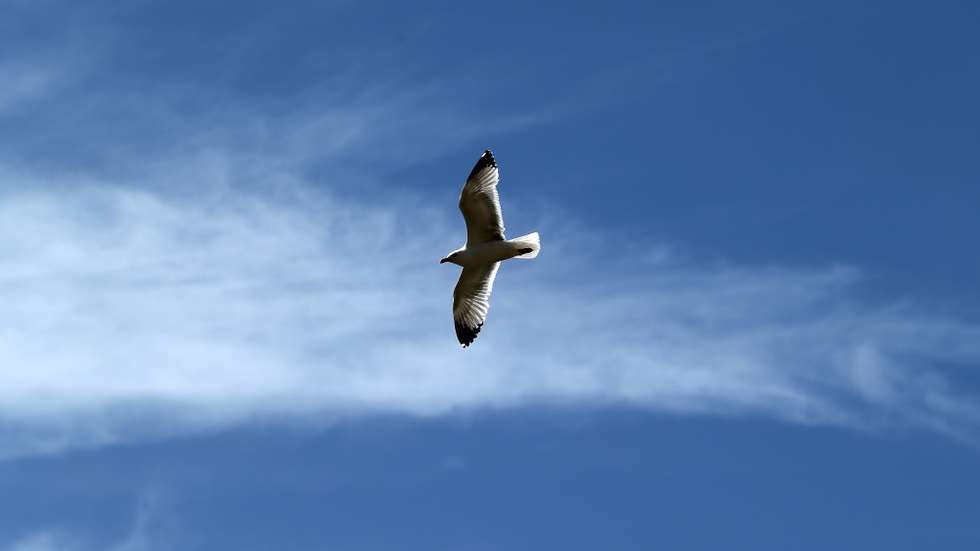 Uma gaivota voa na serra da Arrábida, 13 de maio de 2014. ANTÓNIO COTRIM/LUSA