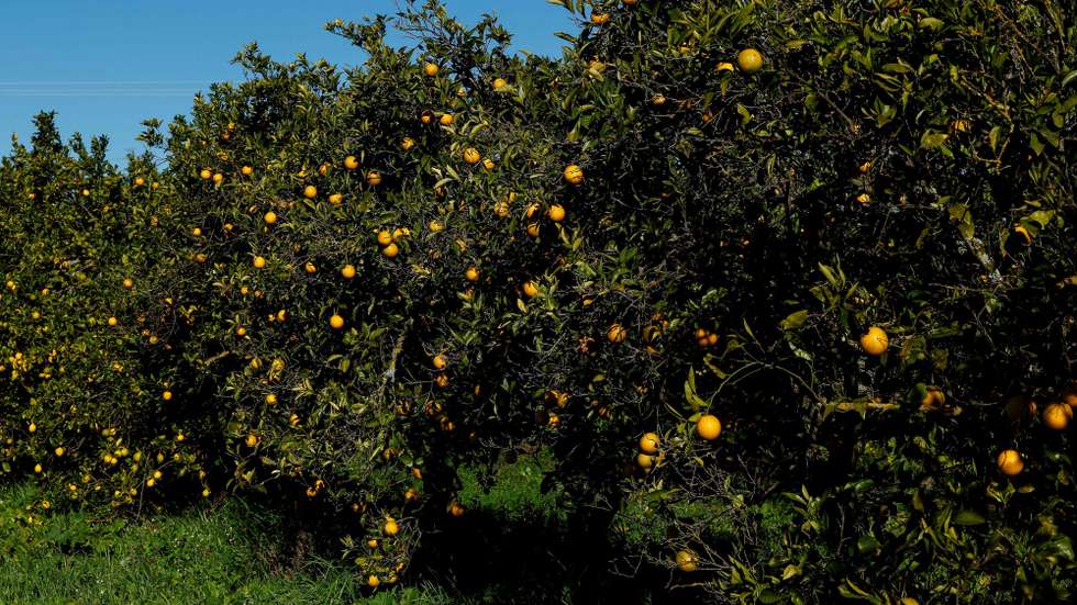 Podem levar a uma quebra na produção de 88.000 toneladas de laranjas