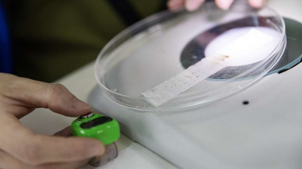 epa10908970 A research officer performs a sample check of the sterility of male Wolbachia-Aedes aegypti mosquitoes produced at the Project Wolbachia mosquito production facility in Singapore, 27 September 2023 (issued 09 October 2023). Singapore's National Environment Agency (NEA) is using Wolbachia technology to combat dengue in high-rise, densely populated tropical areas. Under Project Wolbachia, non-biting male Wolbachia-carrying Aedes aegypti mosquitoes are released in areas with higher dengue risk. When these males mate with local Aedes aegypti females, the resultant eggs do not hatch, leveraging a biological phenomenon to cut mosquito populations and lower dengue transmission in dense urban areas. Studies in two sites by NEA reveal that in areas with these releases for over a year, there's been up to a 98 percent reduction in the Aedes aegypti population and up to 88 percent fewer dengue cases. NEA is able to produce about 7 million male Wolbachia-Aedes aegypti mosquitoes per week. The Project Wolbachia mosquito production facility has so far produced and released more than 300 million male Wolbachia-Aedes aegypti mosquitoes since it started in 2019.  EPA/HOW HWEE YOUNG  ATTENTION: This Image is part of a PHOTO SET