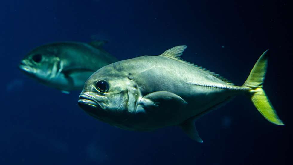 epa10041528 Fish swim in a tank at the Lisbon Oceanarium, one of the biggest in the world, with one million visits per year, located next to the venue where the UN Ocean Conference is taking place in Lisbon, Portugal, 29 June 2022.  EPA/JOSE SENA GOULAO