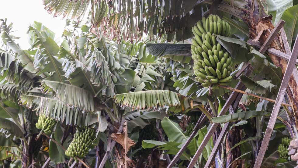 Cachos de bananas da Madeira numa exploração agrícola em Câmara de Lobos, Madeira, 15 de setembro de 2023. PAULO NOVAIS/LUSA