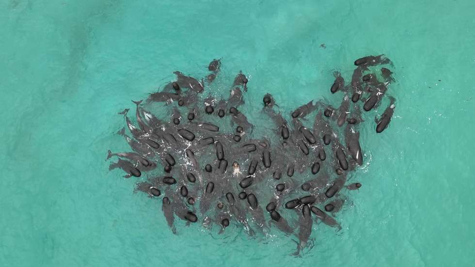 epa10768914 A handout photo made available by Western Australia's state Department of Biodiversity, Conservation and Attractions shows a pod of whales swimming off the West Australian coast before stranding themselves on a remote beach in Western Australia, Australia, 25 July 2023 (issued 26 July 2023). Nearly 100 pilot whales stranded themselves on Cheynes Beach 60km east of Albany in Western Australia on 25 July, almost half of them died on 26 July morning.  EPA/WA DBCA HANDOUT NO ARCHIVING, EDITORIAL USE ONLY HANDOUT EDITORIAL USE ONLY/NO SALES