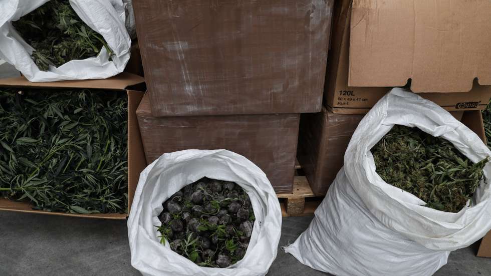 A Polícia Judiciária desencadeou, nos últimos dias, uma operação policial visando desmantelar locais de produção indoor de grandes quantidades de canábis, tendo sido apreendidas um total de largos milhares de plantas de Canábis Sativa L em diferentes estados de crescimento, divididas por estufas autonomizadas, na sede em em Lisboa, 04 fevereiro de 2022. TIAGO PETINGA/LUSA