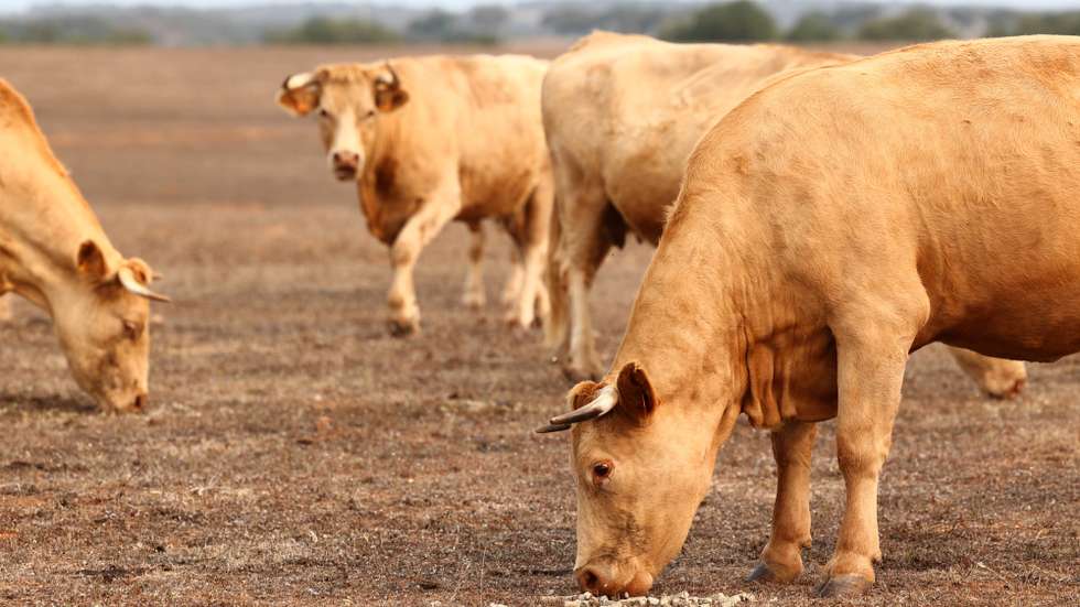 Uma vaca come suplementos numa propriedade do agricultor Nuno Faustino, em Ourique, 27 de junho de 2023. Nuno Faustino, vendeu quase metade das vacas, admite vender ovelhas e porcos e teme que o futuro como agricultor esteja em causa, porque não há água no Baixo Alentejo e o Governo, diz, só se preocupa com o regadio. (ACOMPANHA TEXTO DA LUSA DO DIA 03 DE JULHO DE 2023). NUNO VEIGA/LUSA