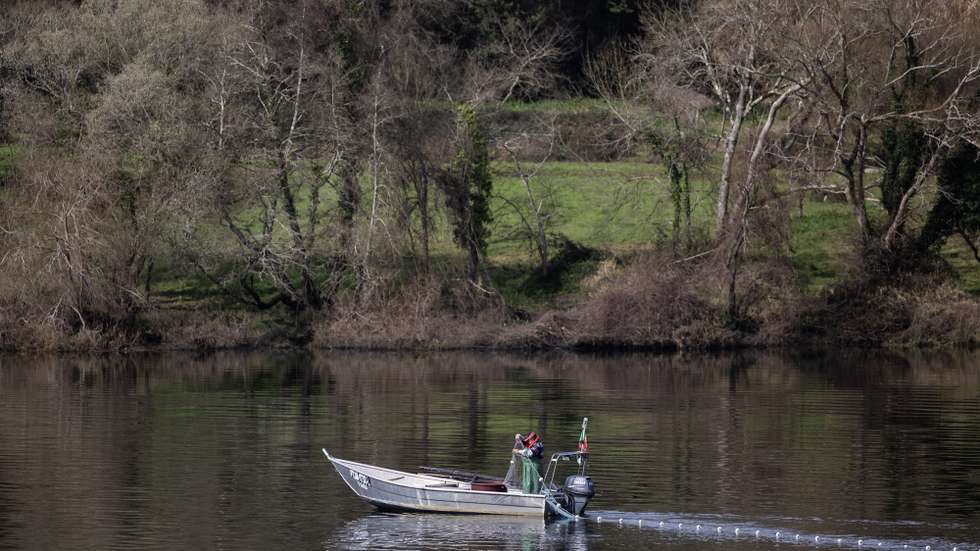 Um pescador pesca lampreia no rio Minho, em São Pedro da Torre, Valença, Valença, 14 de fevereiro de 2024. JOSÉ COELHO/LUSA