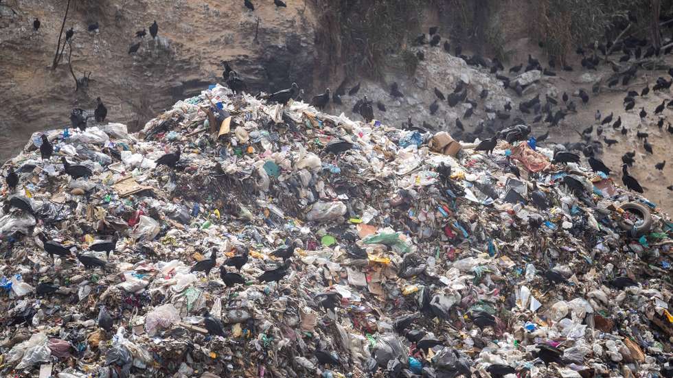 epa11044796 A flock of vultures gathers on a large pile of waste at the Las Mayas Garbage Transfer Station in Caracas, Venezuela, 26 December 2023. The Government of Venezuela launched a plan for hunting and transferring vultures, known in the country as zamuros, due to their increase in solid waste transfer sites, the Ministry of Ecosocialism (Environment) reported. The ministry said the plan has started in an open-air station located in Caracas, where garbage collectors temporarily dump waste, to begin 'a control of the vulture population' in this area where there has been 'a significant increase' in these carrion birds.  EPA/Rayner Pena R.