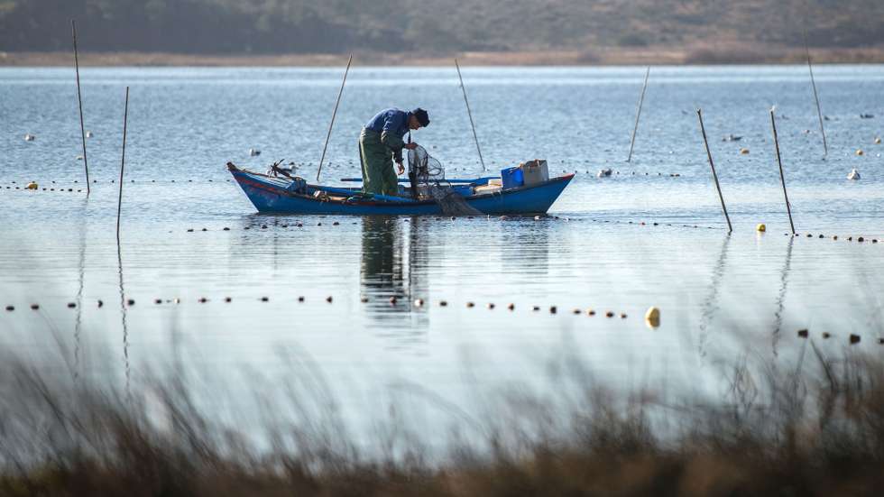 Há 40 anos que o ritual é repetido diariamente, durante a época da pesca da enguia, por Carlos Domingos, de 61 anos, que, de botas de borracha e calças de loja entra sozinho numa pequena embarcação ainda antes de o sol raiar e navega pelas águas calmas da Lagoa de Santo André para conferir cada uma das 70 nassas que deixa submersas durante a noite, Santiago do Cacém, 20 de janeiro de 2018. Todo o pescado que captura já tem como destino certo a cozinha de Ana Lúcia Beja, num dos 12 restaurantes da freguesia de Santo André, no concelho de Santiago do Cacém, que participa no Festival da Enguia da Lagoa de Santo André, que está a decorrer até ao dia 28. (ACOMPANHA TEXTO DO DIA 21 DE JANEIRO DE 2018). TIAGO CANHOTO/LUSA