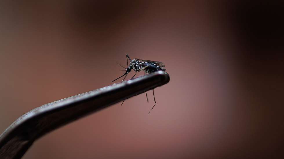 epa11202843 A view of a dengue-transmitting mosquito (Aedes aegypti) in Sao Paulo, Brazil, 06 March 2024. Authorities in Sao Paulo, Brazil's most populous city, incorporated a new drone patrol on 05 March to combat the explosion of dengue cases in the region, which declared a state of emergency due to the spread of the disease.  EPA/Isaac Fontana