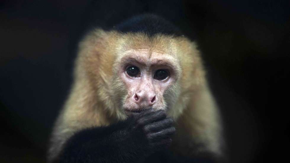 epa10969017 A white-faced monkey (Cebus capucinus) in its enclosure at the Thomas Belt Zoo in Juigalpa, Nicaragua, 10 November 2023.  EPA/Jorge Torres