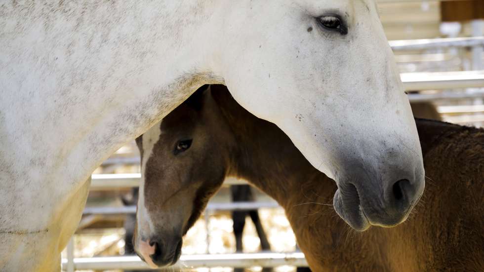 Cavalos lusitanos em exposição na Feira Nacional da Agricultura dedicada à temática da água, que hoje foi visitada pelo presidente do PSD, Rui Rio, Santarém, 9 de junho de 2021. PAULO CUNHA/LUSA