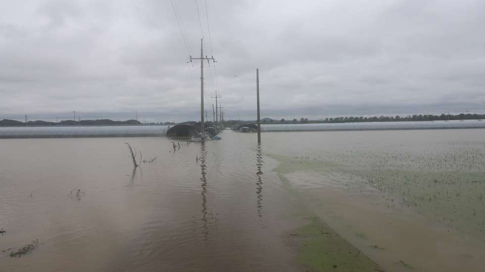 epa11469734 A rice paddy is submerged in water after heavy rainfall, in Nonsanon, South Korea, 10 July 2024.  EPA/YONHAP SOUTH KOREA OUT