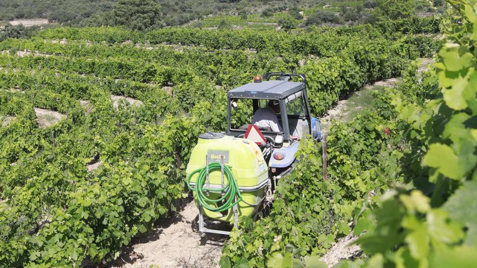 Os viticultores de Freixo de Numão, em Foz Côa, mostram-se hoje “desolados e desanimados”, depois da intempérie que assolou na segunda-feira este território do Douro Superior e que dizimou grande parte da cultura da vinha, 14 de junho de 2023. Ao longo das encostas desta região são visíveis os estragos nas videiras, que, na sua maioria, ficaram completamente destruídas pela força da chuva e do granizo que caiu ao final da tarde de segunda-feira e que atingiu mais de dois terços das vinhas deste concelho do distrito da Guarda. MIGUEL PEREIRA DA SILVA/LUSA