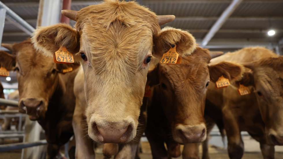 Bovinos, parte de um lote de animais que serão leiloados na Acos - Associação de Agricultores do Sul, em Beja, 25 de maio de 2023. Sem pastagens para o gado, devido à seca, e com as rações e a palha a preços altos, os criadores de bovinos do Baixo Alentejo estão a desfazer-se dos animais em leilões ou nos matadouros. (ACOMPANHA TEXTO DA LUSA DO DIA 28 DE MAIO DE 2023). NUNO VEIGA/LUSA