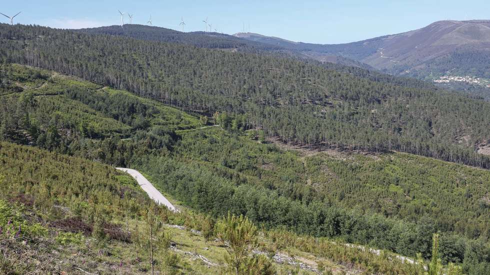 Florestas em que sete anos depois dos incêndios de Pedrógão Grande, alguma coisa mudou no território afetado pelos fogos. Há aldeias mais seguras e projetos que poderão mudar a paisagem, mas o eucaliptal abandonado está tão presente que quase parece “autóctone”, Figueiró de Vinhos,  24 de maio de 2024. (ACOMPANHA TEXTO DE 04-06-2024) PAULO NOVAIS/LUSA