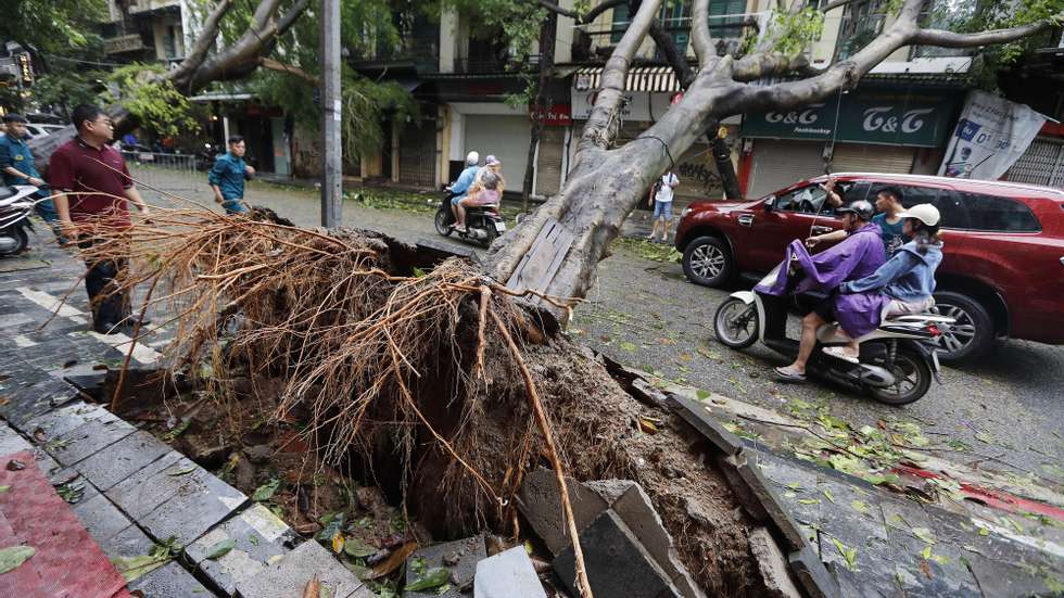 epaselect epa11592671 People ride on a motorbike next to a tree that was blown over by typhoon Yagi in Hanoi, Vietnam, 08 September 2024. Typhoon Yagi, Asia&#039;s most powerful storm so far this year, made landfall in northern Vietnam on 07 September, killing four people and injuring 78 others, according to state media.  EPA/LUONG THAI LINH