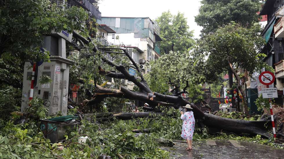 epa11592885 A woman stands next to a fallen tree after typhoon Yagi&#039;s landfall in Hanoi, Vietnam, 08 September 2024. Typhoon Yagi, Asia&#039;s most powerful storm so far this year, made landfall in northern Vietnam on 07 September, killing 14 people and injuring 220 others, according to statistics from the Vietnam Disaster and Dyke Management Authority under the Ministry of Agriculture and Rural Development.  EPA/LUONG THAI LINH