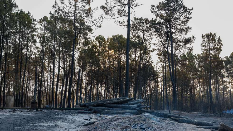 Área ardida em Pesos, Vila Maior, São Pedro do Sul, Viseu, 18 de setembro de 2024. Sete pessoas morreram e 40 ficaram feridas, duas com gravidade, nos incêndios que atingem desde domingo as regiões Norte e Centro do país, nos distritos de Aveiro, Porto, Vila Real e Viseu, e que destruíram dezenas de casas e obrigaram a cortar estradas e autoestradas, como a A1, A25 e A13. PAULO NOVAIS/LUSA