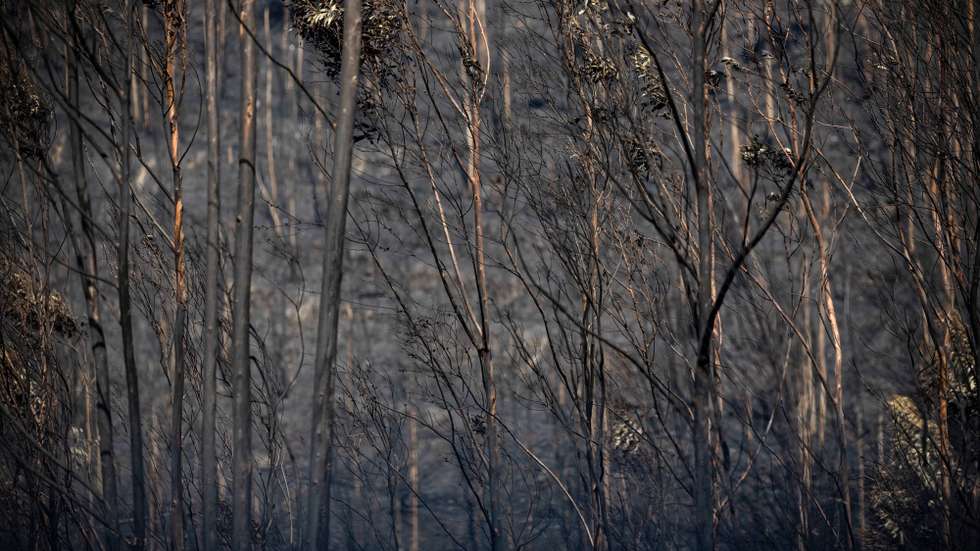Área ardida na zona de Albergaria, Aveiro, 20 de setembro de 2024. Sete pessoas morreram e 177 ficaram feridas devido aos incêndios que atingiram desde domingo sobretudo as regiões Norte e Centro do país e destruíram dezenas de casas. A área ardida em Portugal continental desde domingo ultrapassa os 124 mil hectares, segundo o sistema europeu Copernicus, que mostra que nas regiões Norte e Centro já arderam mais de 116 mil hectares, 93% da área ardida em todo o território nacional. JOSÉ COELHO/LUSA