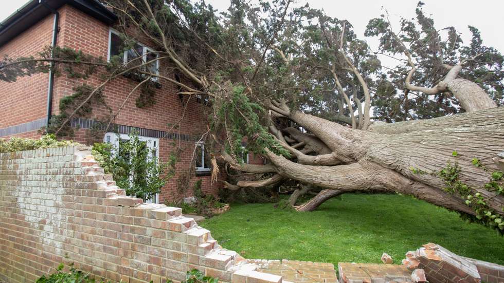 epa11761802 A tree, blown over in Storm Darragh on Oxford Street in Burnham-on-Sea, Britain, 07 December 2024. The Met Office has issued a red weather warning as Storm Darragh hits the south west of the UK with 'damaging winds', with gusts of 90mph possible.  EPA/JON ROWLEY