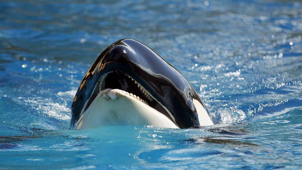 epa06800121 Morgan, a deaf orca swims in her enclosure at the Loro Parque in Tenerife, Canary islands, Spain, 11 June 2018. Morgan, living at the Loro Parque for seven years after being rescued in the coasts of Netherlands, will give birth after this summer.  EPA/CRISTOBAL GARCIA
