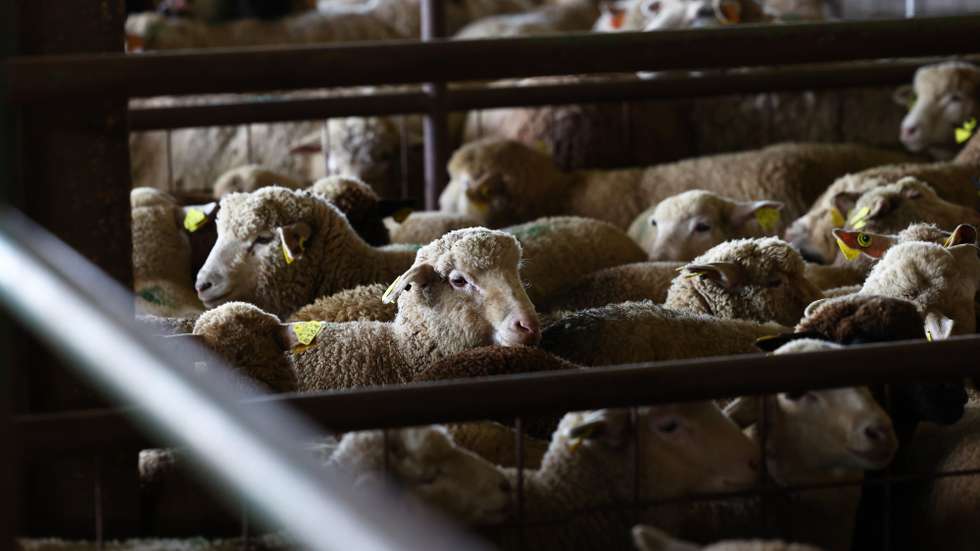 Ovelhas em leilão da Associação dos Jovens Agricultores do Sul (AJASUL) e da Associação Nacional de Criadores de Ovinos da Raça Merina (ANCORME), em Évora, 28 de março de 2023. Com o aproximar da época da Páscoa, a carne de borrego é mais procurada, mas os produtores alentejanos queixam-se que o valor das vendas apenas dá para cobrir as despesas, devido à subida dos custos de produção. (ACOMPANHA TEXTO DA LUSA DO DIA 06 DE ABRIL DE 2023). NUNO VEIGA/LUSA