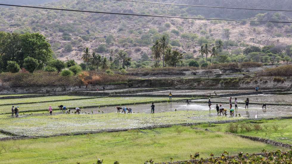 Agricultores cultivam um campo de arroz em Timor-Leste, 23 de agosto de 2024. Timor-Leste fez um "progresso impressionante" desde a independência, mas permanece um estado frágil, considera o Fundo Monetário Internacional (FMI), com alguns analistas a alertarem para os "desafios da transição" do poder e perspetiva de crescimento económico modesto. (ACOMPANHA TEXTO DA LUSA DO DIA 24 DE AGOSTO DE 2024). PAULO NOVAIS/LUSA