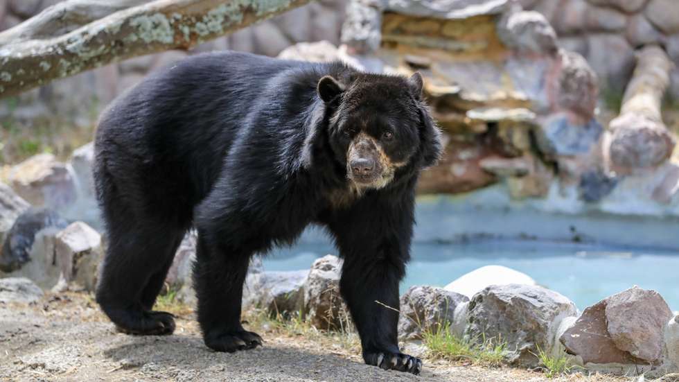 epa10884135 A spectacled bear at the Guayllabamba Zoo north of Quito, Ecuador, 20 September 2023 (issued 26 September 2023). Ecuador is on the trail of some solitary 'giants' that live in the lush Cordillera del Condor and about which there is very little information: the Andean bears (tremarctos ornatus). This species is on the list of vulnerability categories of the International Union for Conservation of Nature (IUCN). Also known as 'spectacled bears' because of the clear markings that some individuals have around their eyes, these bears can measure up to two meters tall and weigh up to 130 kilos.  EPA/JOSE JACOME