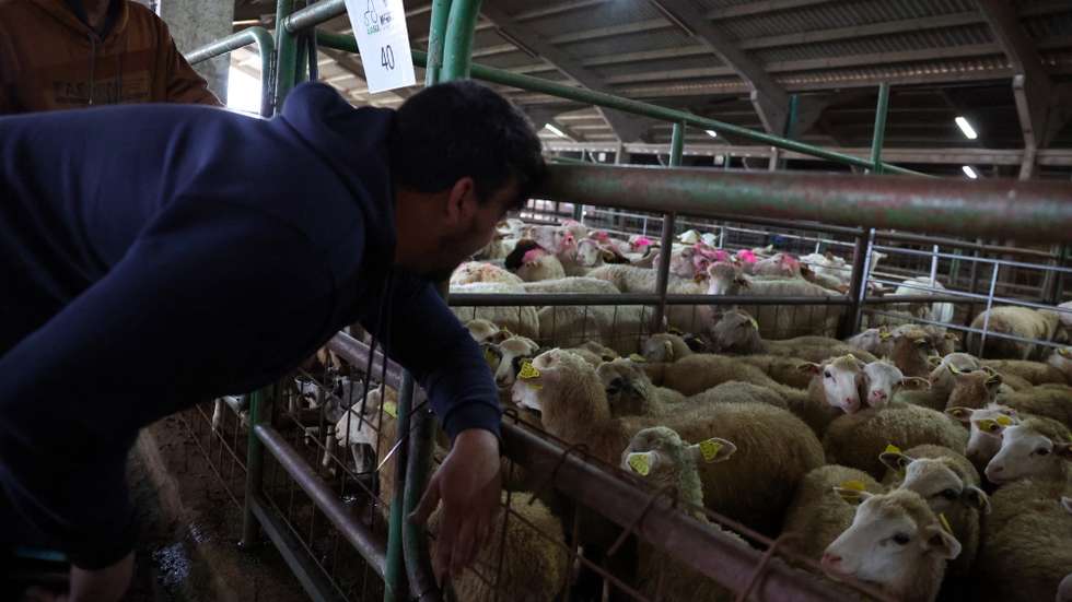Compradores observam um lote de borregos a ser vendidos no leilão de ovinos e caprinos que antecede a Páscoa, organizado pela Associação dos Jovens Agricultores do Sul (AJASUL) e pela Associação Nacional de Criadores de Ovinos da Raça Merina (ANCORME), Évora, 03 de abril de 2025. Nas vésperas da Páscoa, época em que a carne de borrego é mais procurada para consumo, o preço dos animais disparou para valores nunca antes vistos, devido à diminuição dos rebanhos provocada pela doença da língua azul. (ACOMPANHA TEXTO DE 12 DE ABRIL DE 2025). NUNO VEIGA/LUSA