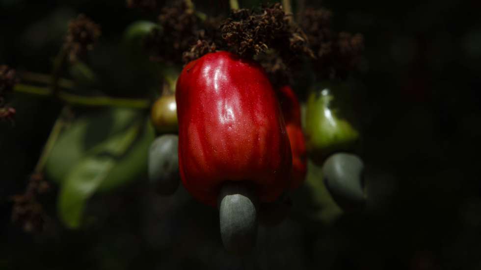 A picture made available on 26 April 2012 showing  cashew on April 25, 2012  in a field in Prabis, near Bissau. Guinea-Bissau was due a bumper cashew harvest this year but prices have halved as money dries up after a coup d'etat, raising anxiety among those who survive off the country's main export. While plantation owners are struggling to sell their nuts in a near-paralysed market, their lives have been further complicated by the arrival of those who fled the capital fearing violence after the April 12 government overthrow. On 12 April evening a group of Guinean military attacked the residence of Prime Minister and presidential candidate, Carlos Gomes Junior of PAIGC arresting him and the President, Raimundo Pereira and held various strategic points in the capital of Guinea-Bissau. The action was justified by a self-Military Command. These events preceded the beginning of the campaign for the second round of the presidential election scheduled for April 29. ANDRE KOSTERS/LUSA