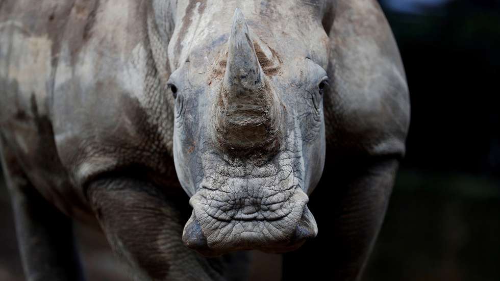 epa07831117 One of the two white South African rhinos at the La Aurora zoo in Guatemala City, Guatemala, 09 September 2019. The two rhinos, Arturo, a four-year-old male, and a three-year-old female who will receive a name from a contest that the zoo will launch on social networks, were received at the La Aurora zoo with the aim that during the next few years they can reproduce to preserve the species.  EPA/Esteban Biba