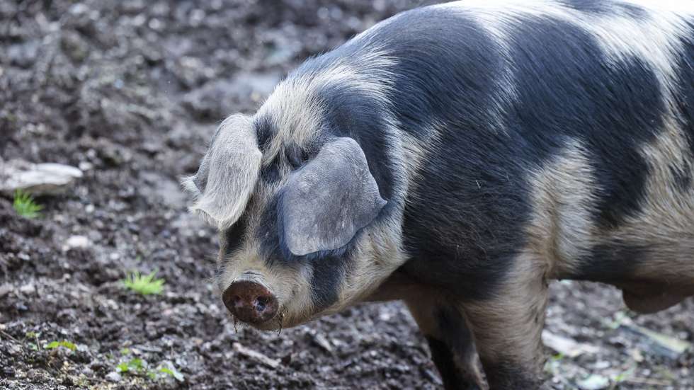 Um de porco malhado de Alcobaça, espécie considerada em risco de extinção, na Quinta do Zorro, em Coimbra, 26 de fevereiro de 2025. A Quinta do Zorro, trabalha desde 2017 com raças portuguesas ameaçadas. Numa colina íngreme na zona rural de Coimbra, porcos, galinhas e cabras autóctones são vistos como monumentos genéticos a precisar de preservação. (ACOMPANHA TEXTO DA LUSA DO DIA 09 DE MARÇO DE 2025). PAULO NOVAIS/LUSA