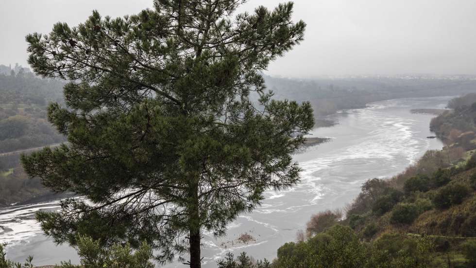 A água do Rio Tejo apresenta desde ontem uma coloração castanha escura e espuma junto ao açude de Abrantes, 25 de janeiro de 2018. O ambientalista Arlindo Marques afirma que o foco da poluição terá origem em empresas de Vila Velha de Rodão. PAULO CUNHA/LUSA