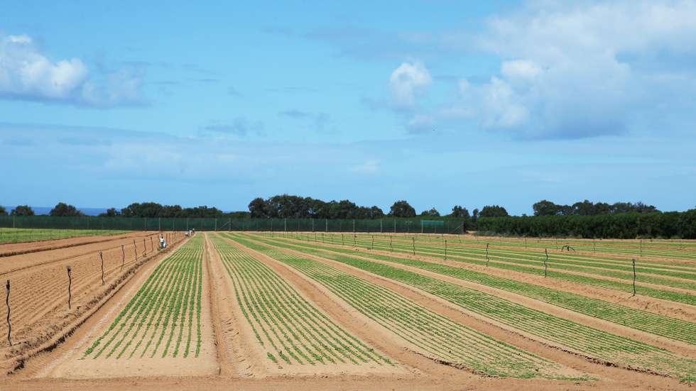 Campo agrícola na região do Parque Natural do Sudoeste Alentejano e Costa Vicentina, onde há quem defenda que pode faltar a água em poucos anos, em Odemira, 10 de maio de 2021. Com o aumento das estufas e demais produções de agricultura intensiva a falta de água na barragem de Santa Clara é insistentemente referida nas mais diferentes conversas com os mais diferentes protagonistas na região do sudoeste alentejano. (ACOMPANHA TEXTO DA LUSA DE 21 DE MAIO DE 2021). NUNO VEIGA/LUSA